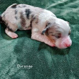 Durango - Blue merle male Miniature Australian Shepherd puppy in Mc Arthur, California from Kingscastle Ranch