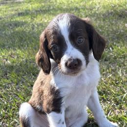 Biscuit - Liver and white male Brittany puppy in Adairsville, Georgia from Rocking L Farms