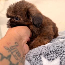 Luis - Brindle male Shih Tzu puppy in Apple Valley, California from Garcia_shihtzu