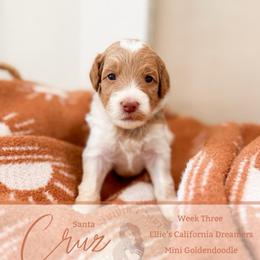 Cruz - Parti male Goldendoodle puppy in California City, California from Summer Sun Doodles