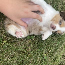 Miniature Australian Shepherd and Toy Australian Shepherd Puppies from Bar IV Aussies