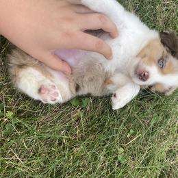 Miniature Australian Shepherd and Toy Australian Shepherd Puppies from Bar IV Aussies