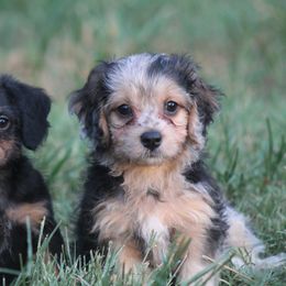 Assorted Doodle Crosses puppies from Porchlight Puppies