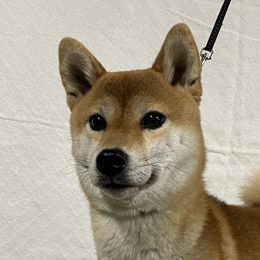 Meka - Shiba Inu