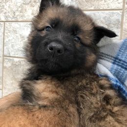 German Shepherd Puppies from Darkwing GSD