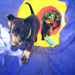 Dutch Shepherd Puppies from Blackcraft K9