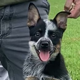 Sailor - Australian Cattle Dog puppy in Devalls Bluff, Arkansas from Coolhand's Australian Cattle Dogs