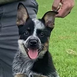 Sailor - Australian Cattle Dog puppy in Devalls Bluff, Arkansas from Coolhand's Australian Cattle Dogs