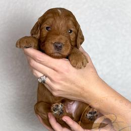Cheddar - Red  male Goldendoodle puppy in Murrieta, California from Apricot Poodles & Goldendoodles, LLC