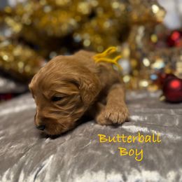 Butterball - Red  male Goldendoodle puppy in Rockville, Minnesota from Bracha Poodles & Doodles