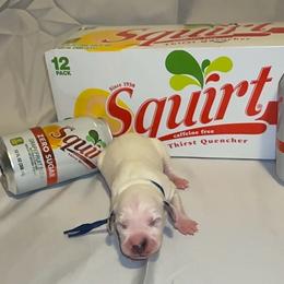 Squirt - White and black male Dalmatian puppy in Des Moines, Iowa from Spot Splattered Dalmatians