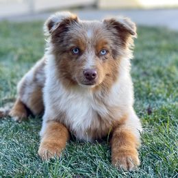 Australian Shepherd, Miniature American Shepherd, Miniature Australian Shepherd, and Toy Australian Shepherd Puppies from Painted Blue Aussies