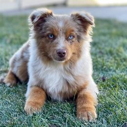 Australian Shepherd, Miniature American Shepherd, Miniature Australian Shepherd, and Toy Australian Shepherd Puppies from Painted Blue Aussies