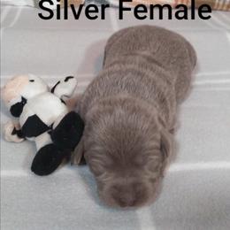 Emmy - Silver female Dilute Retriever puppy in Madras, Oregon from GT Labradors