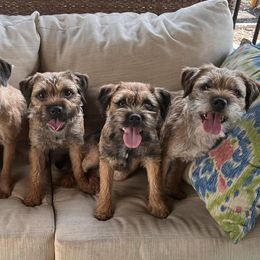 Border Terriers from Bullet Sabo