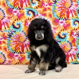 Tan - Black female Poodle puppy in Houma, Louisiana from Smart Azz Poodles