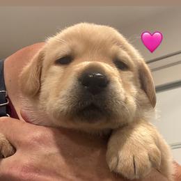 Pink or black collar - Yellow female Labrador Retriever puppy in Clinton, Tennessee from Summer Rose