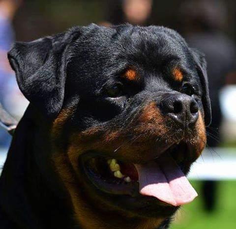 Mississippi Rottweilers in Mississippi | Rottweiler puppies | Good Dog