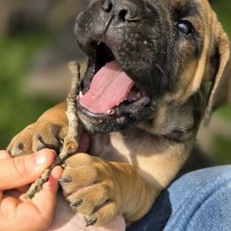 Cane Corso Puppies from HOUSE OF HALL CANE CORSOS