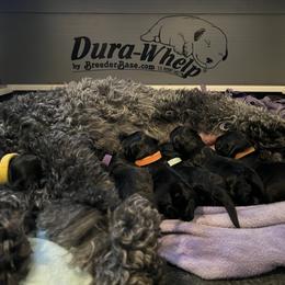 Truffle - Blue and black male Kerry Blue Terrier puppy in Sykesville, Maryland from Black Sails