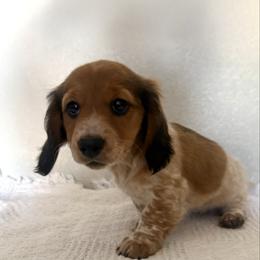 Priscilla - Piebald female Dachshund puppy in Gold Canyon, Arizona from Silverking Kennels