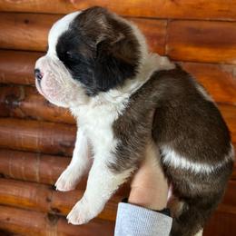 Green Collar - Brown and white male Saint Bernard puppy in New York from Johnson Farms