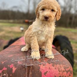 Miss Piggy - Apricot female Goldendoodle puppy in Grove, Oklahoma from Guinn Family Farms