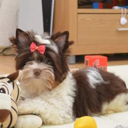 Truffles - Yorkshire Terrier