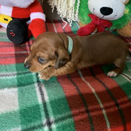 Dachshund Puppies from Cajun Low Riderz