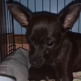 Assorted Doodle Crosses, Chihuahuas, and Shih Tzus from Happy Place Kennels