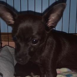 Assorted Doodle Crosses, Chihuahuas, and Shih Tzus from Happy Place Kennels