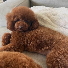 Bella - Red  female Poodle puppy in Southampton, New Jersey from Lavishly Loved Pets LLC