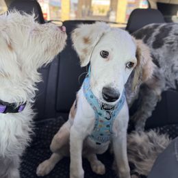 Princess Daisy - Sable female Aussiedoodle puppy in Peyton, Colorado from Colorful Colorado Aussiedoodles