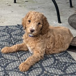 Dark Blue collar - Cafe au lait Poodle puppy in Cleveland, Texas from Mayday Quality Poodles