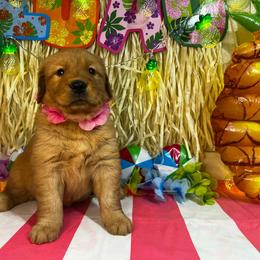 Kona - Dark golden female Golden Retriever puppy in Sandy, Oregon from Treasured K-9s