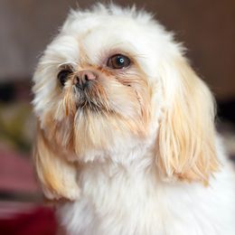 Snuggs - Shih Tzu