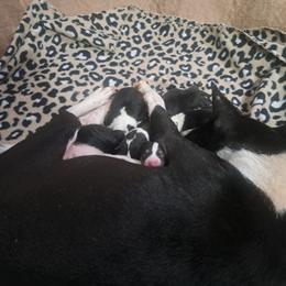 Tri Boy - Tri-color male Basenji puppy in Tuttle, Oklahoma from Steadfast Farm (SFF)
