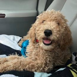 Goldendoodle Puppies from Goldendoodles of Vanhoy Farms