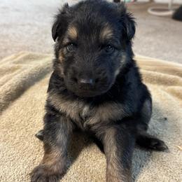 Canyon - Black and tan male German Shepherd puppy in Barnhart, Missouri from Combat Creek German Shepherds
