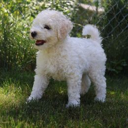 Bernedoodle Puppies from Puppy Place