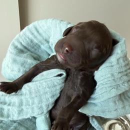 Camper - Chocolate male Goldendoodle puppy in Soddy Daisy, Tennessee from The W Doods
