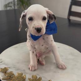 Beast - White and black male Dalmatian puppy in Queen Creek, Arizona from Lala's Polka Dots