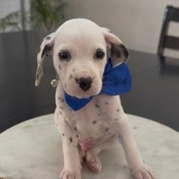 Beast - White and black male Dalmatian puppy in Queen Creek, Arizona from Lala's Polka Dots