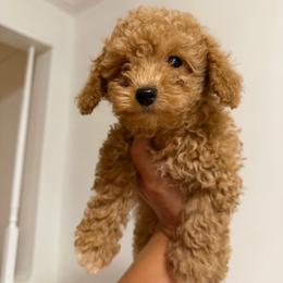 Poodle puppies from Joyfull Pals