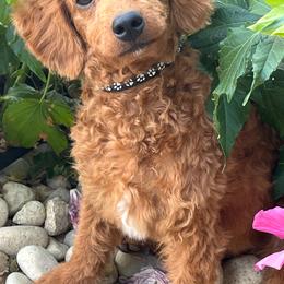 Rusty - Red male Bernedoodle puppy in Caldwell, Idaho from Treasure Valley Poodles