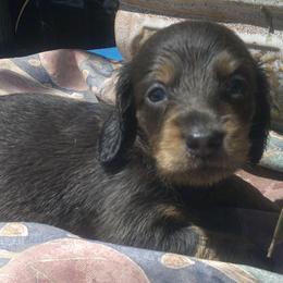 DBs Kurt G - Cream male Dachshund puppy in Summerfield, Florida from D & B Ranchette