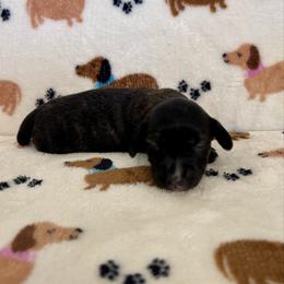 Mr  Orange Collar - Brindle male Dachshund puppy in Willow Springs, Missouri from Krazy Acre Farm