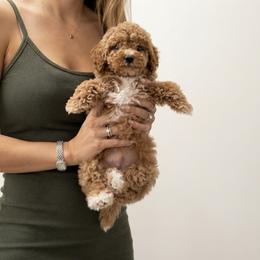 Baby Boy Red Apricot Tuxedo with Socks - Red  male Goldendoodle puppy in Clarksville, Tennessee from Tennessee Goldendoodles, since 2014