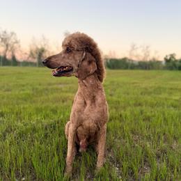 Cowboy - Poodle