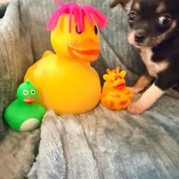 Darin AKC - Black and tan male Chihuahua puppy in Seneca, Missouri from Stephanie’s Puppy Colony